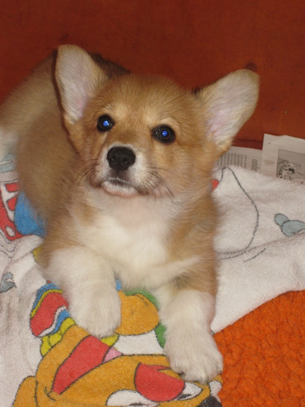 Puppies